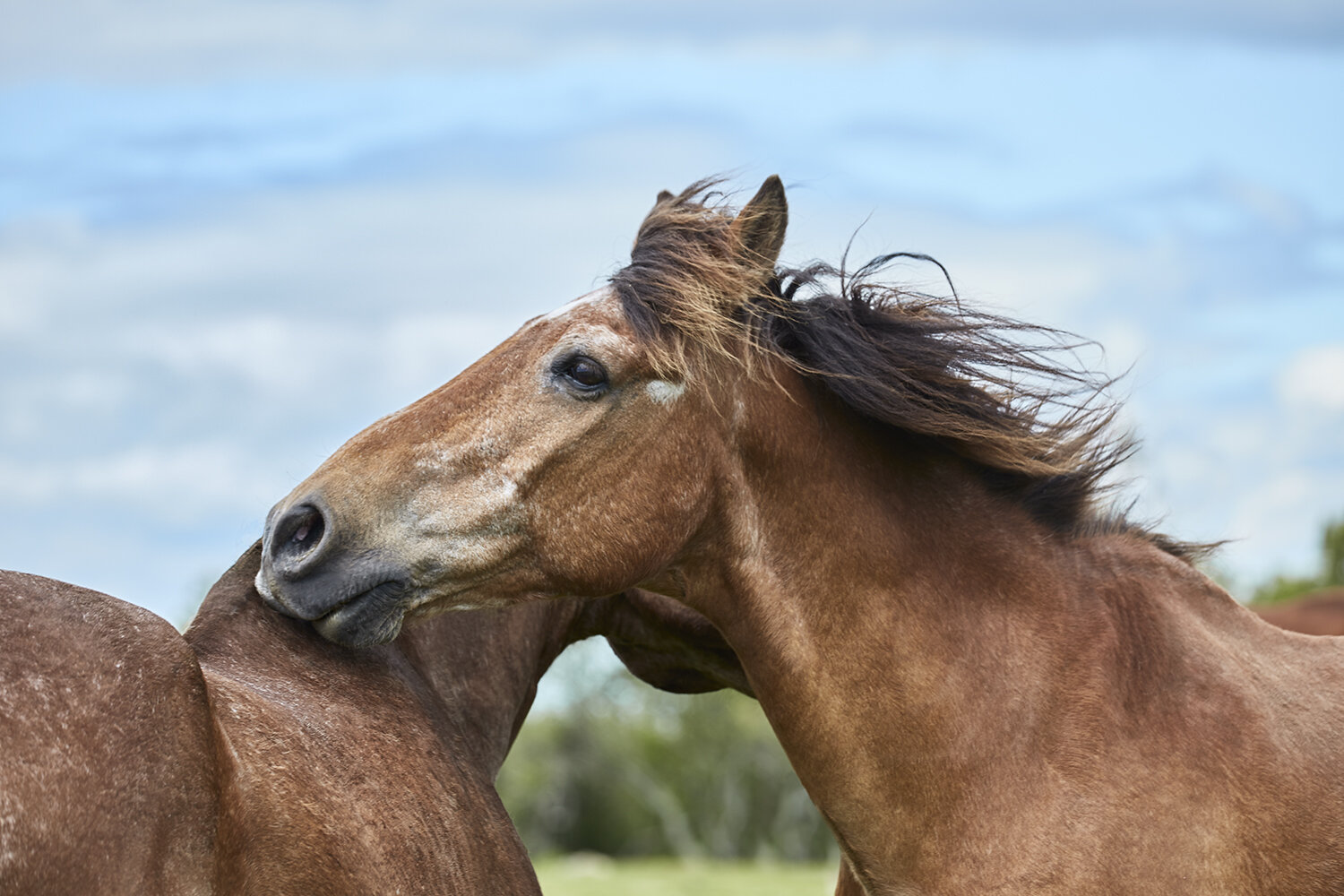 Horse, 2013