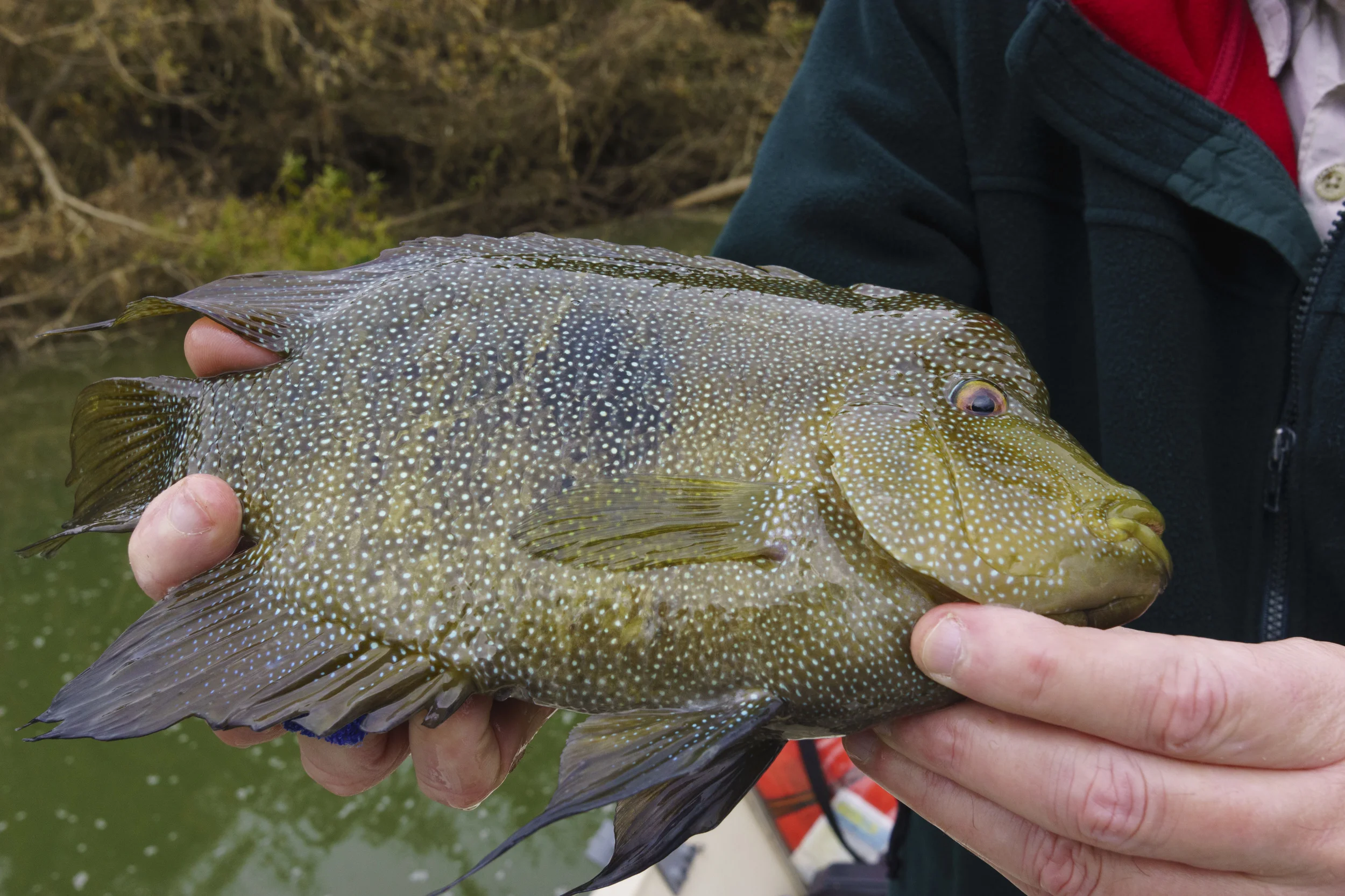 Great Fishing On The Colorado River 11 18 13 Alvin Dedeaux Fly Fishing