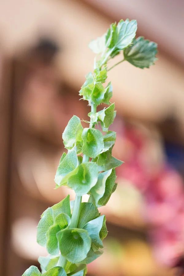 Flowers in The Meadow, West Village boutique