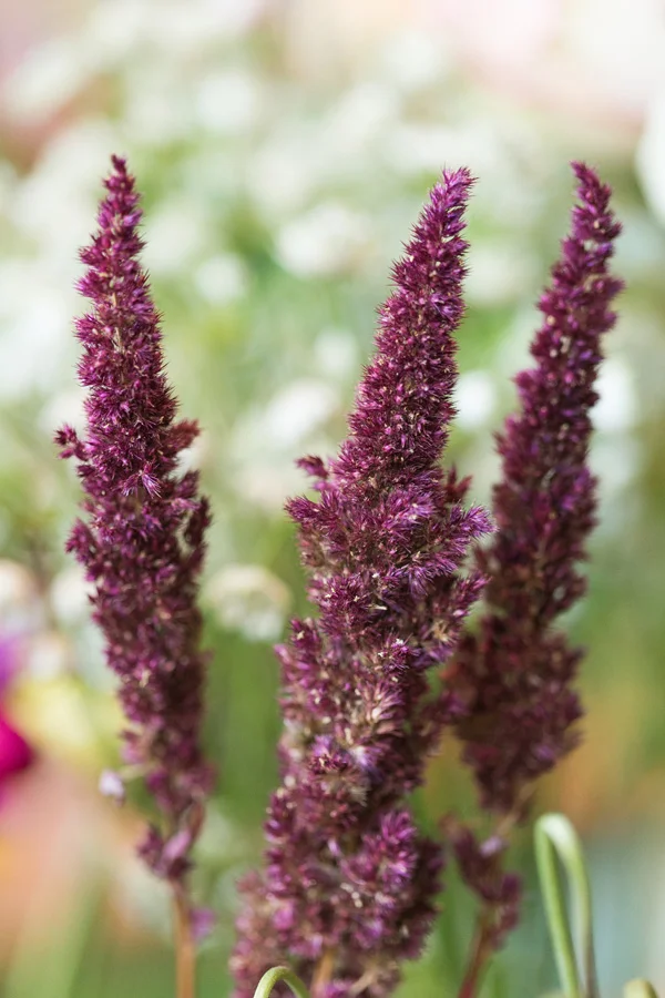Flowers in The Meadow, West Village boutique