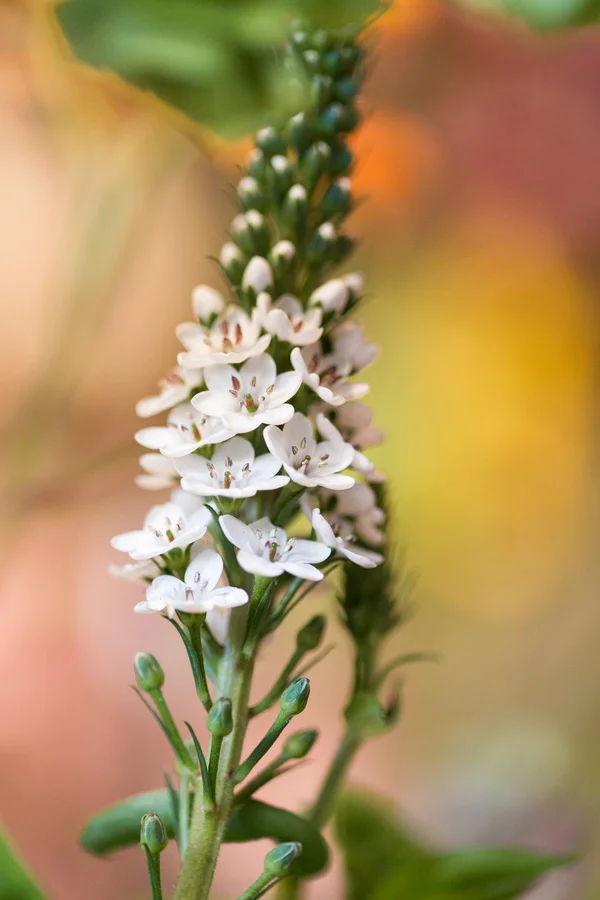Flowers at The Meadow, West Village boutique