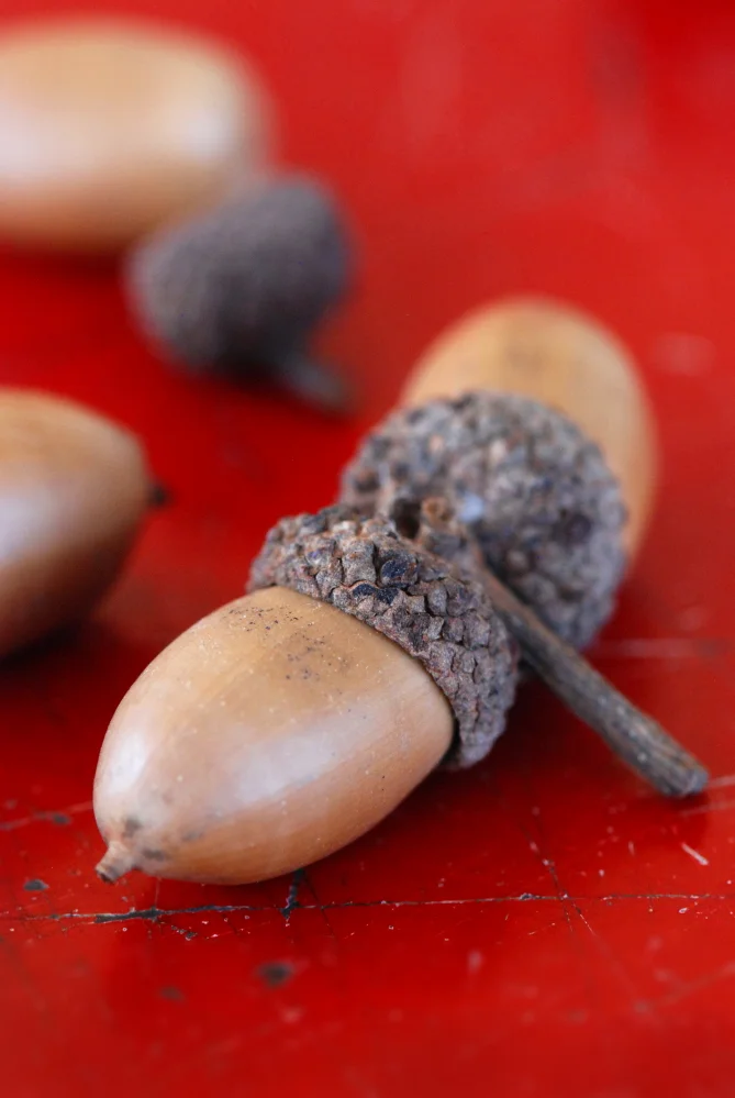 Acorn on Red.jpg