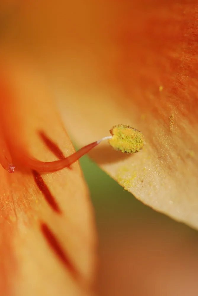 Alstroemeria Anther.JPG