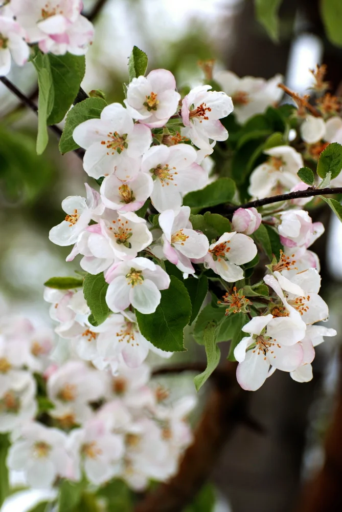 Apple Blossoms.jpg