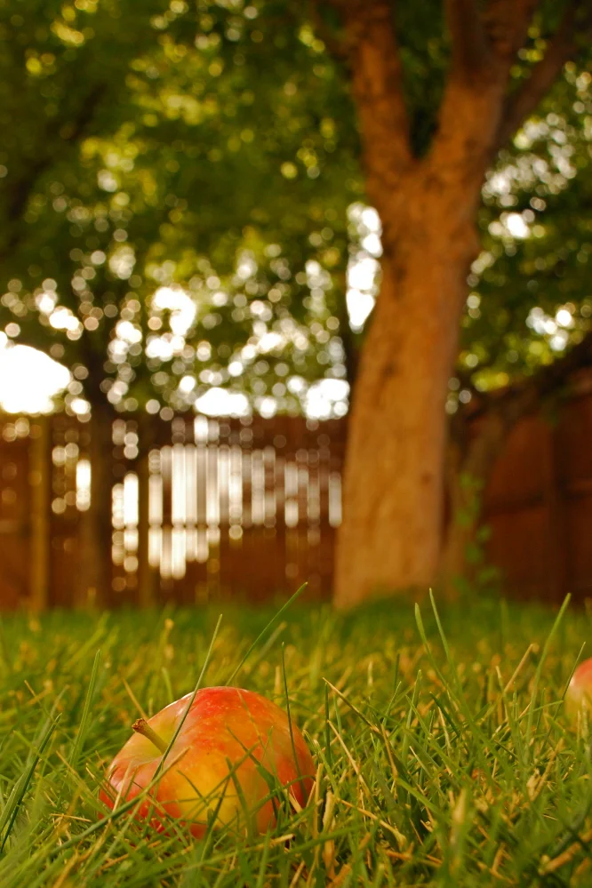 Apple Harvest.jpg