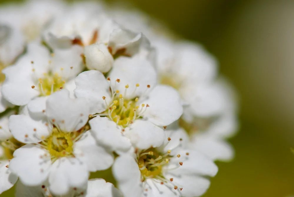 Bobs White Flowers.jpg