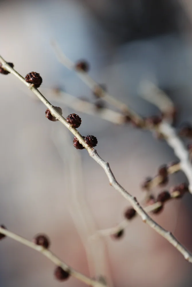 Branching Out_009.JPG