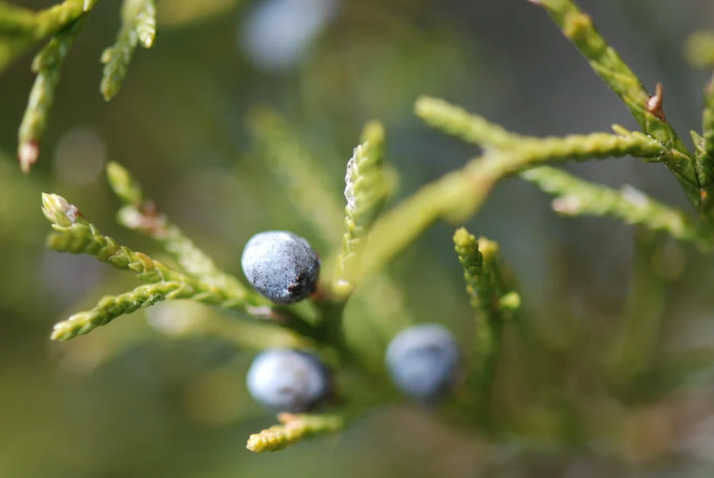 Cedar Berries.JPG