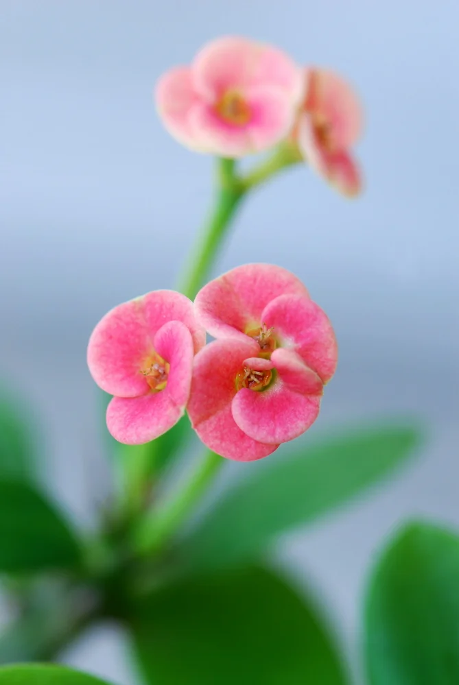 Crown of Thorns.jpg