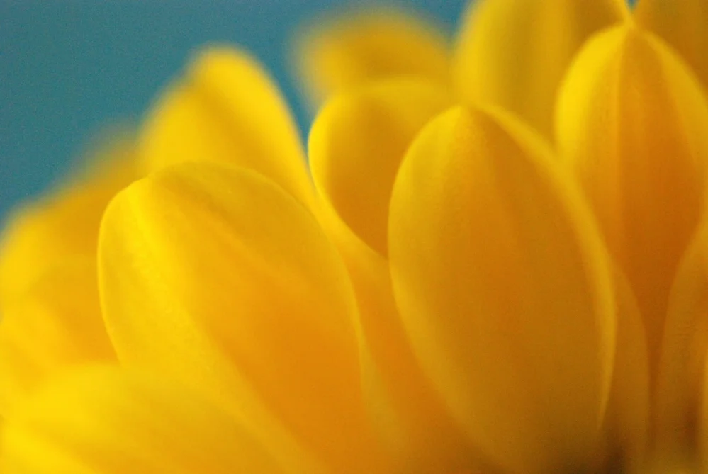 Daisy Petals.jpg