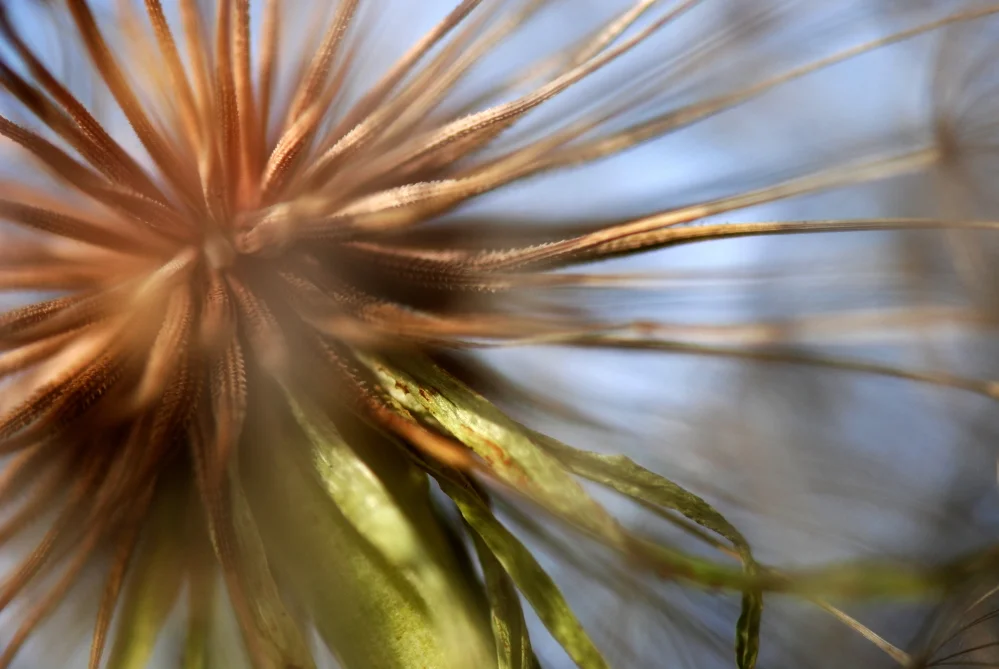 Dandelion Center.jpg