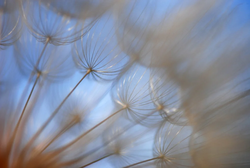 Dandelion Sails.jpg