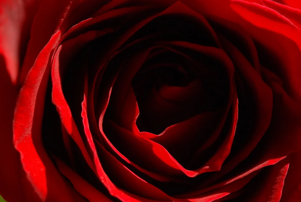 Endless Rose.jpg