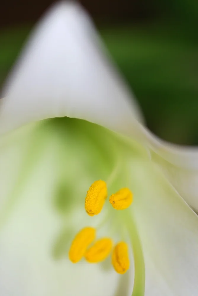 FLOWER Figurative and Literal Easter Lilies No010.jpg