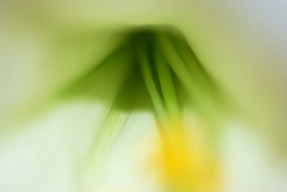 FLOWER Figurative and Literal Easter Lilies No012.jpg