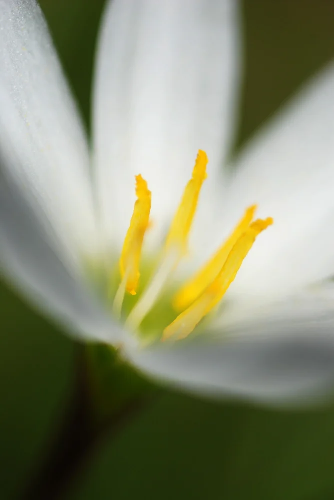 FLOWER Swamp Flower.jpg