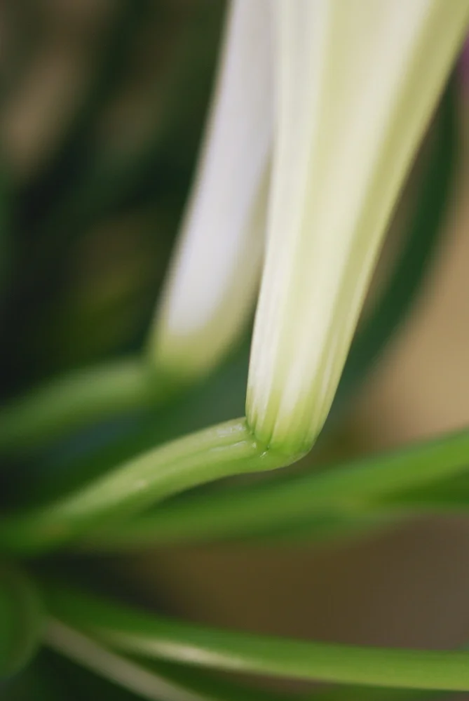 FLOWER Figurative and Literal Easter Lilies No015.jpg