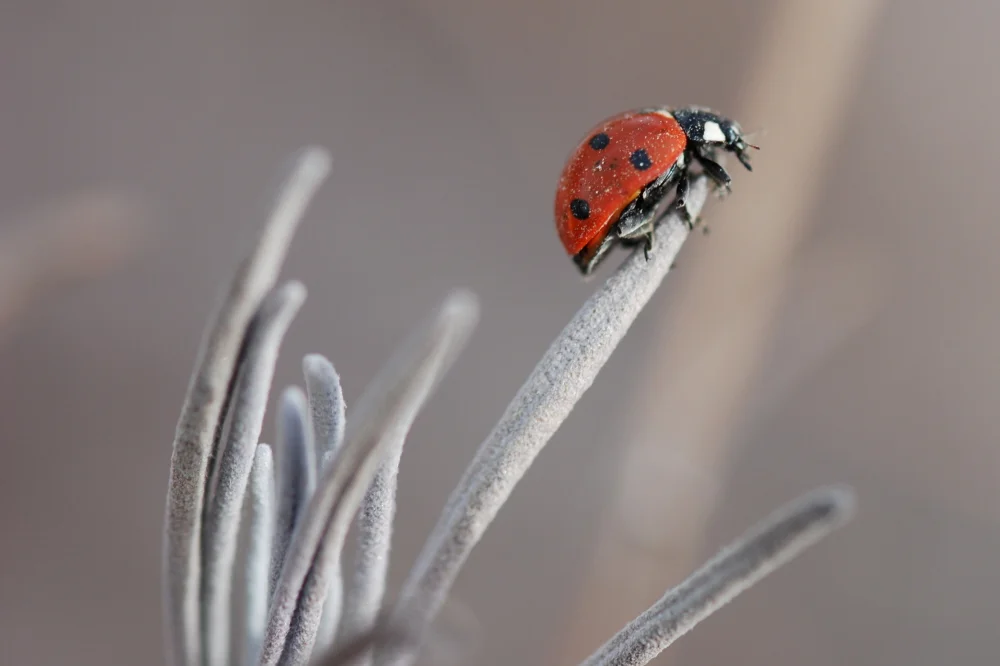 Lady Bug CROP.jpg