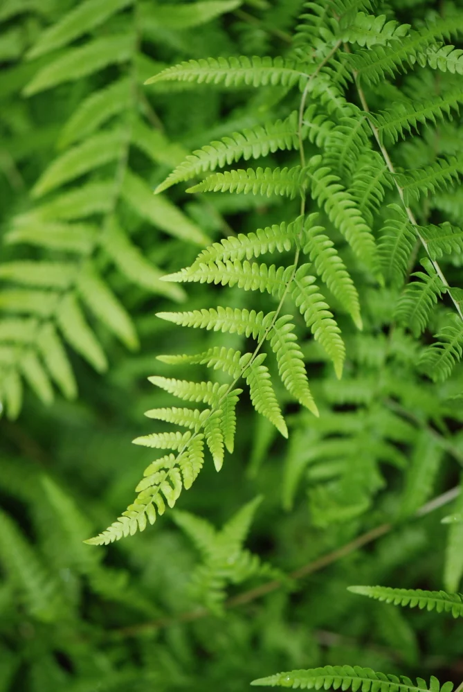 Languid Fern.JPG