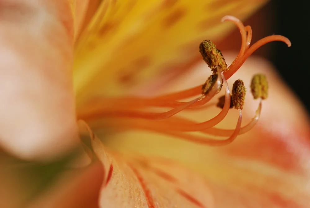 Orange Alstroemeria.JPG