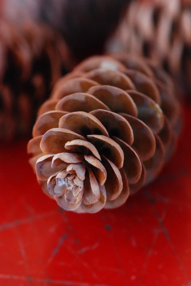 Pinecone on Red.jpg