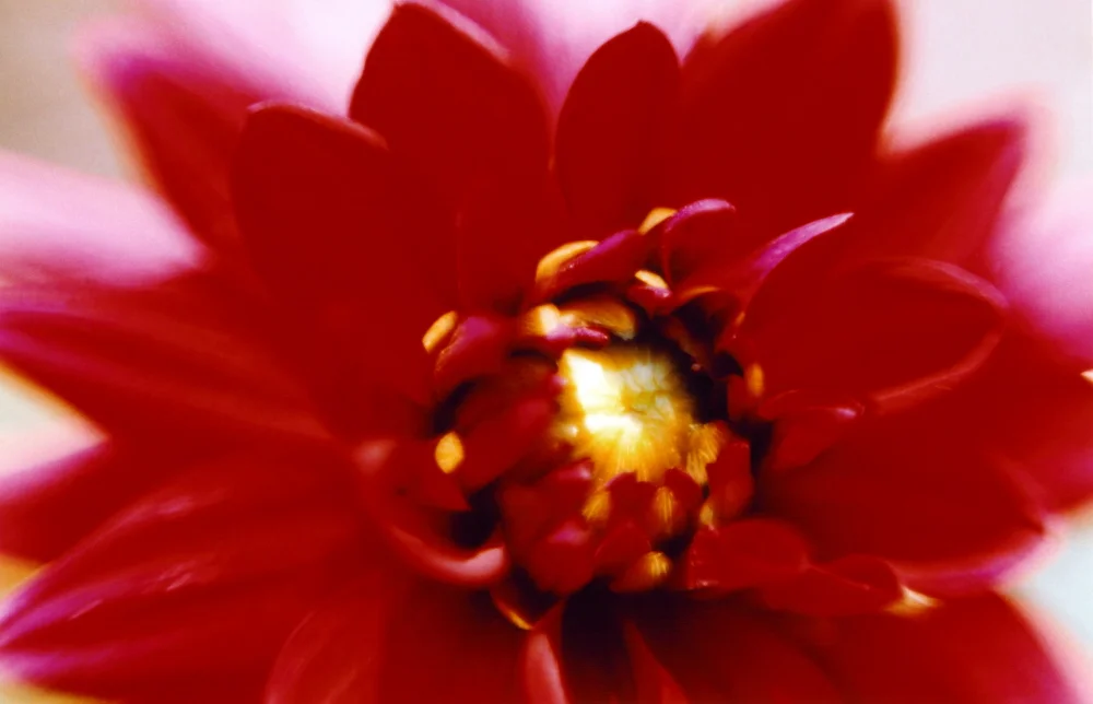 Red Dahlia.jpg