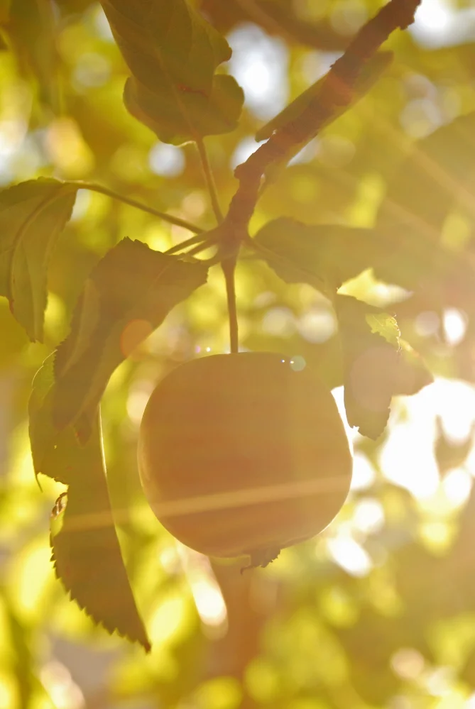 Ripening Apple.jpg