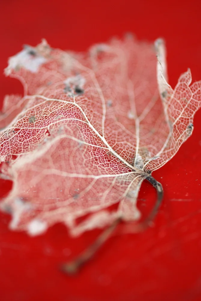 Skeleton Leaf  on Red.jpg
