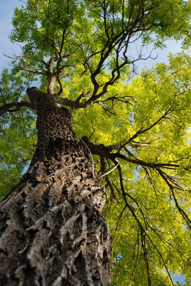 Sitting Under My Tree.JPG