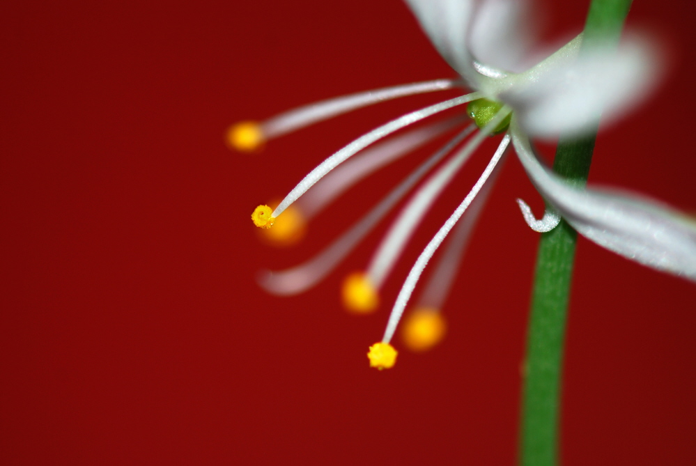 Spider Plant.jpg