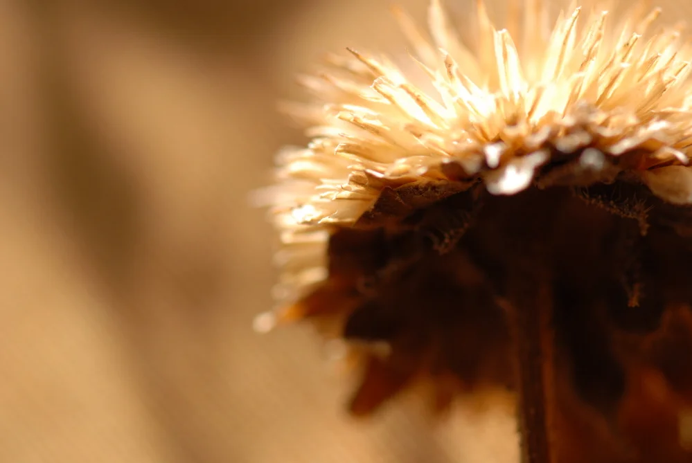 Warmth of the Sun.JPG