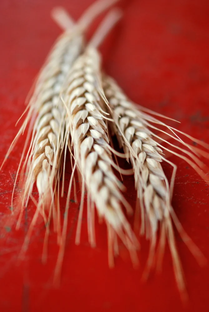 Wheat on Red FIX.jpg