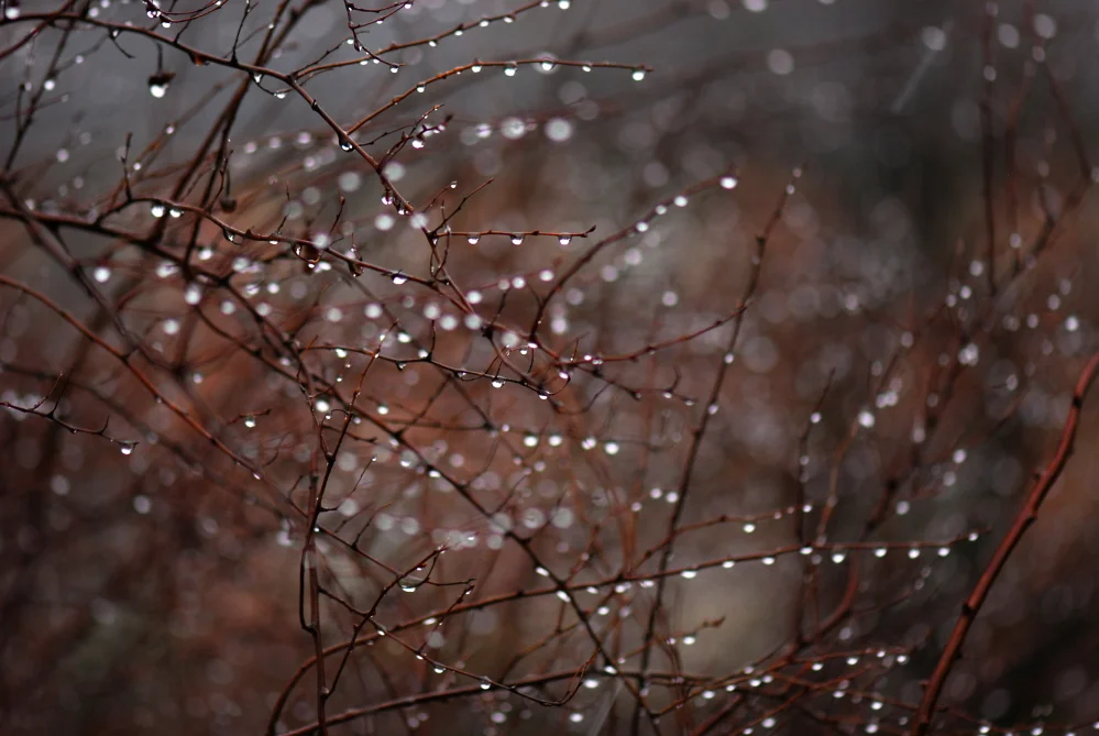 Winter Rain.jpg