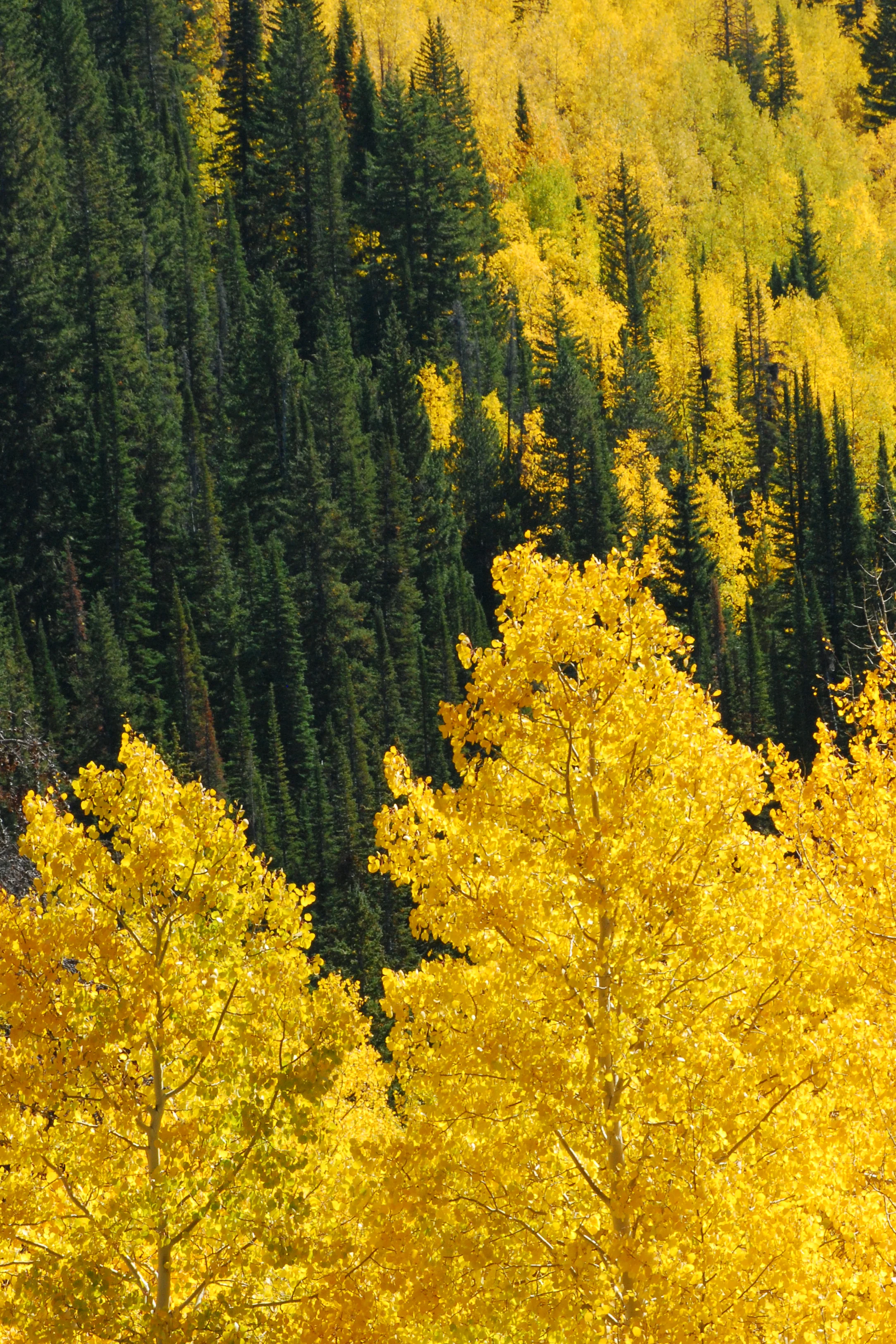 Gold and Green.jpg