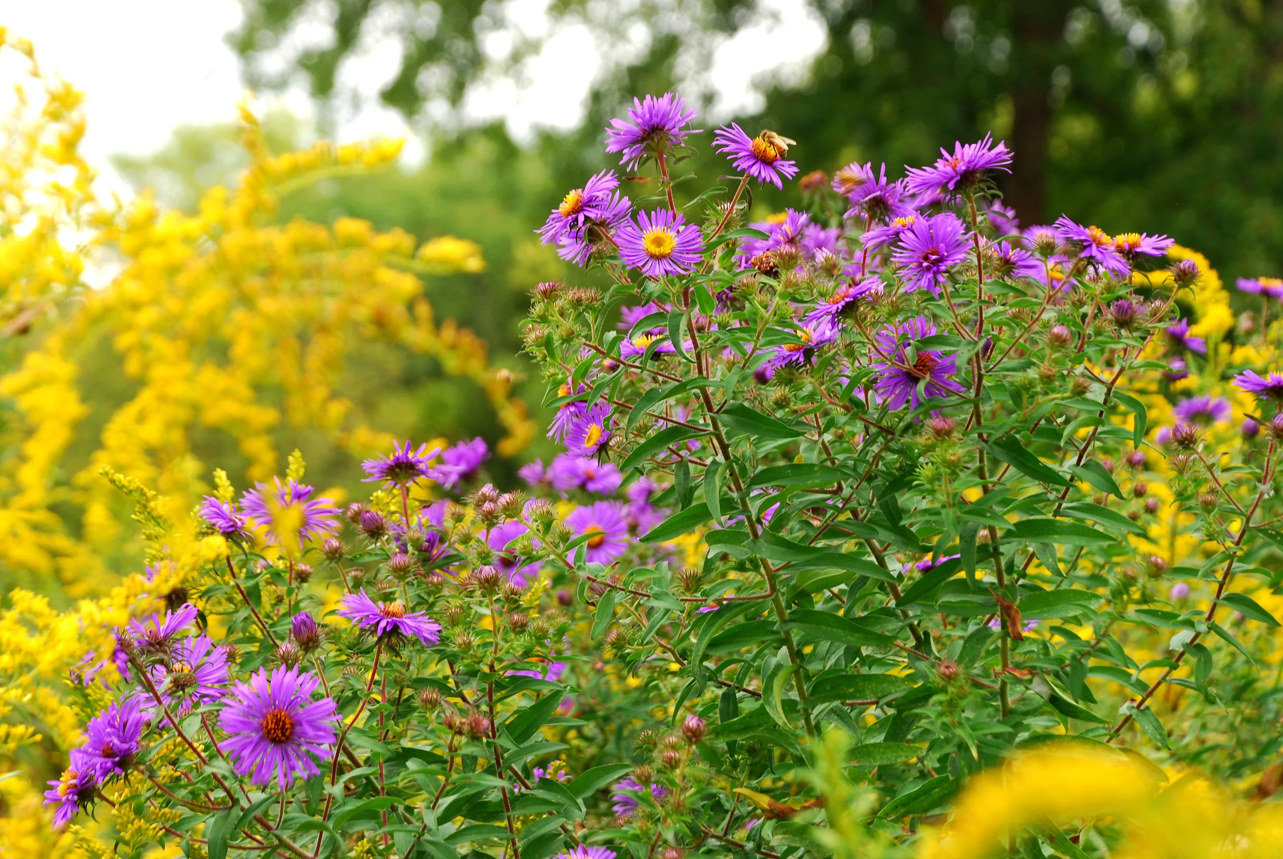 Goldenrod and Asters.jpg