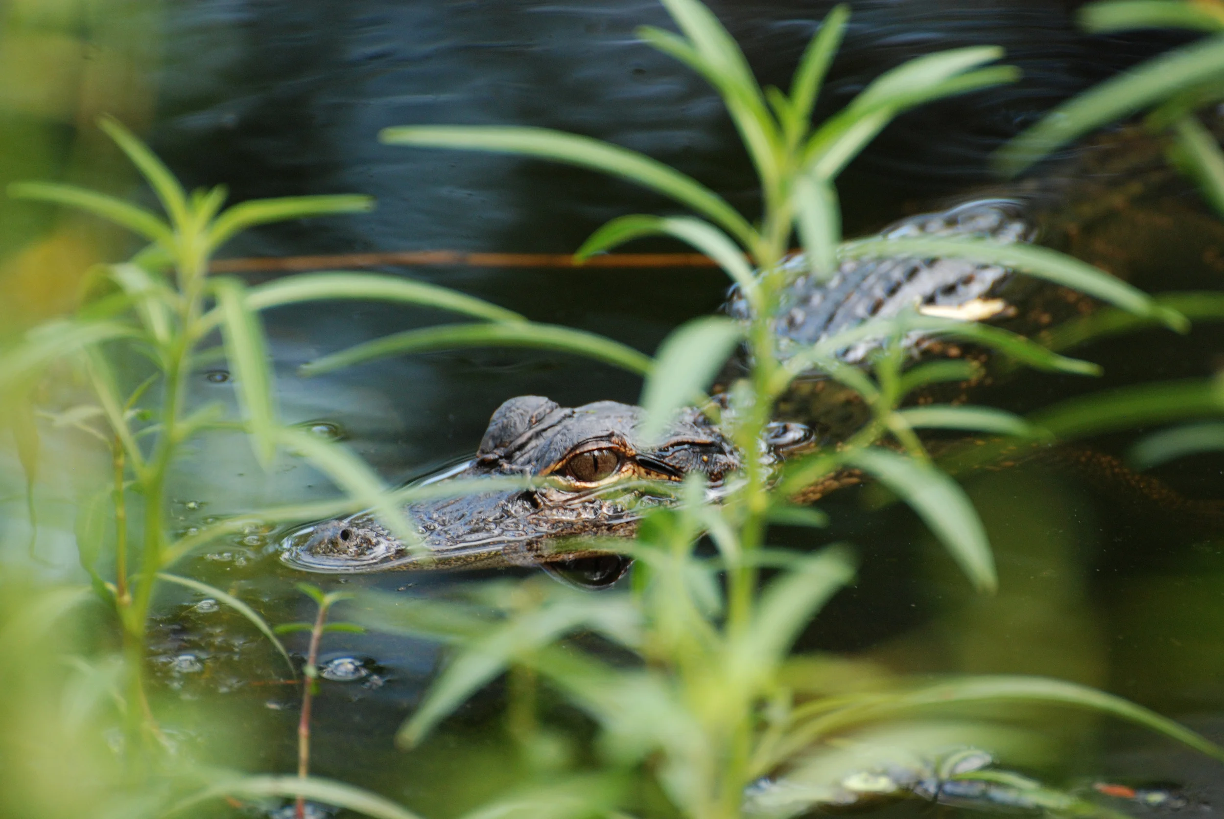 Little Gator.jpg