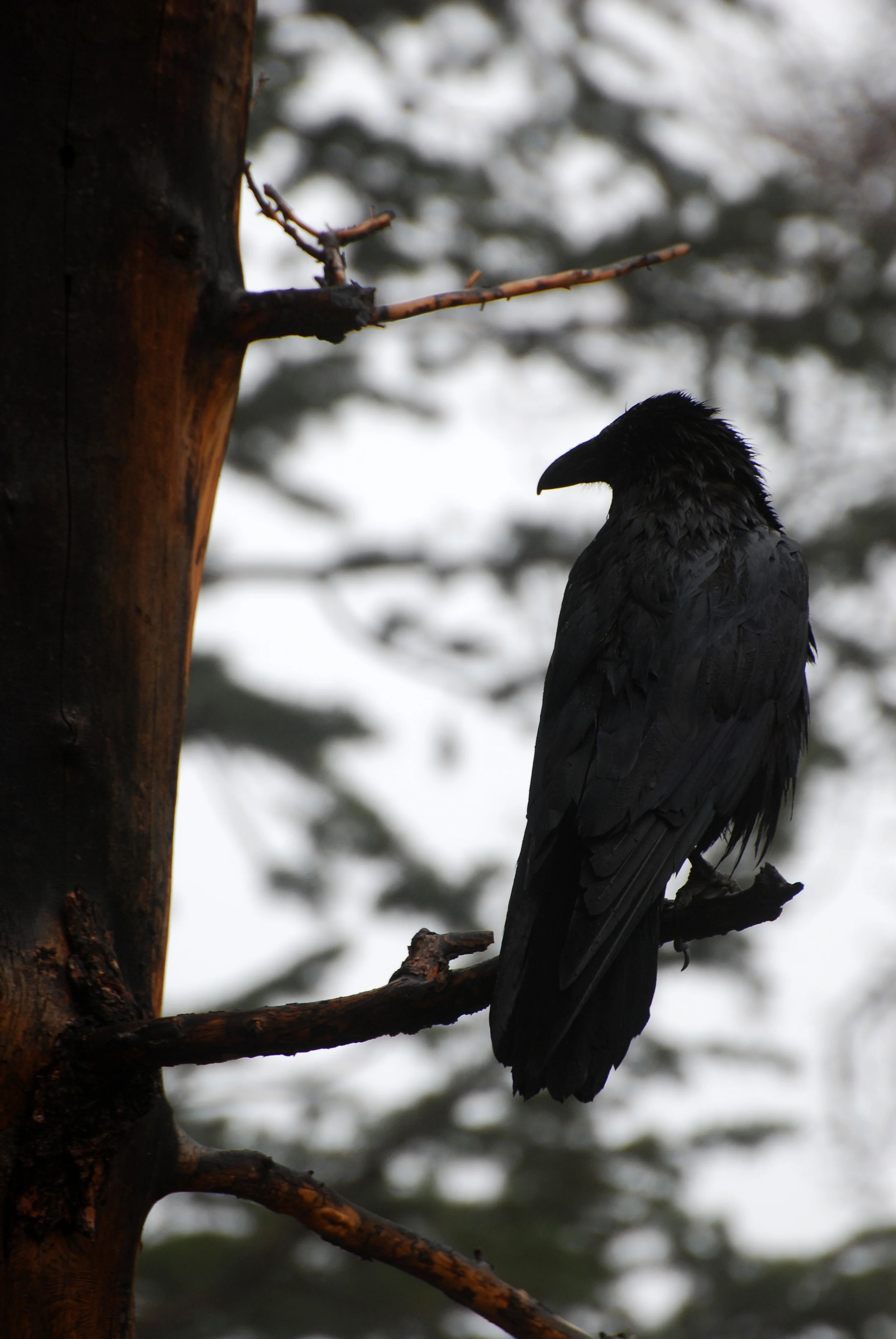 Pondering Raven.jpg