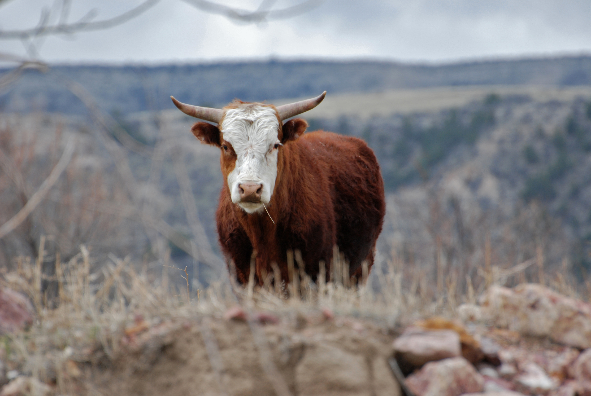 Toro