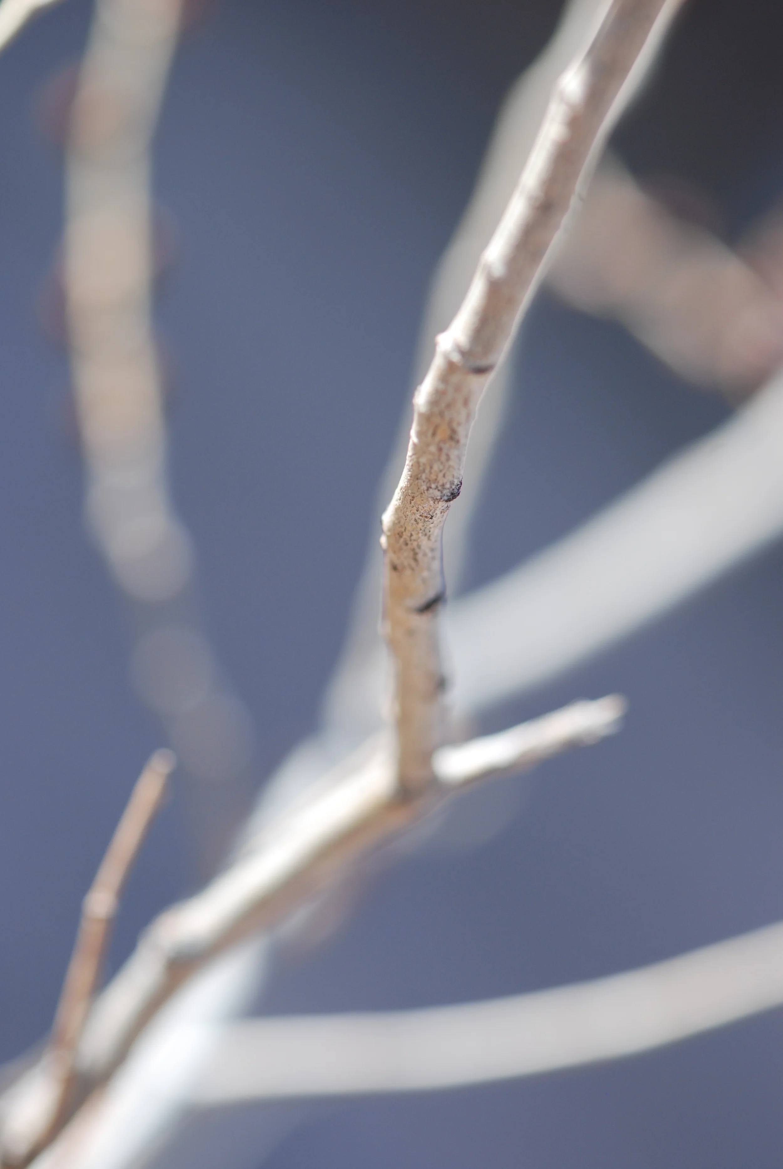 Bare Branches.JPG