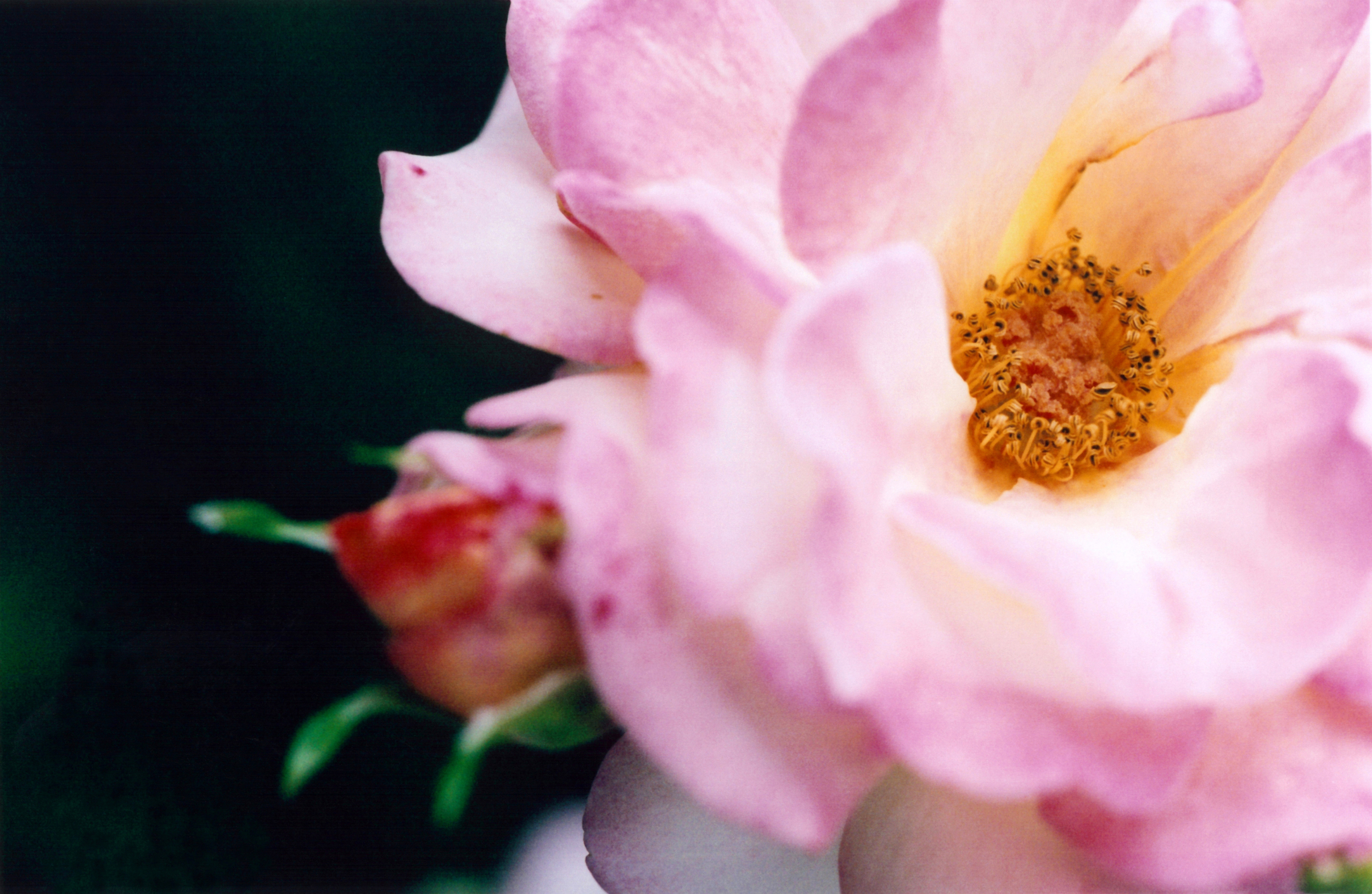 Blushing Rose.jpg