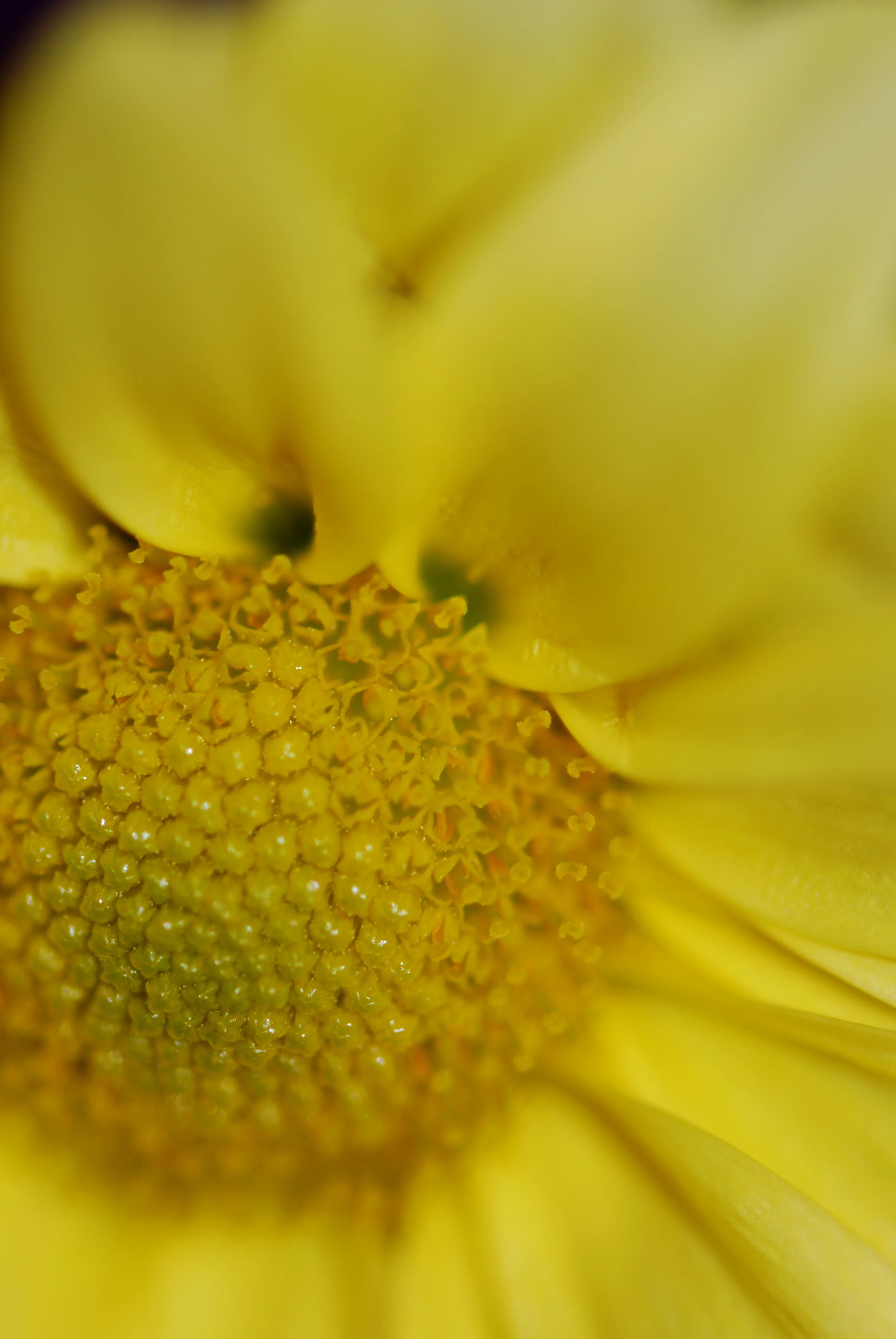 Daisy.jpg