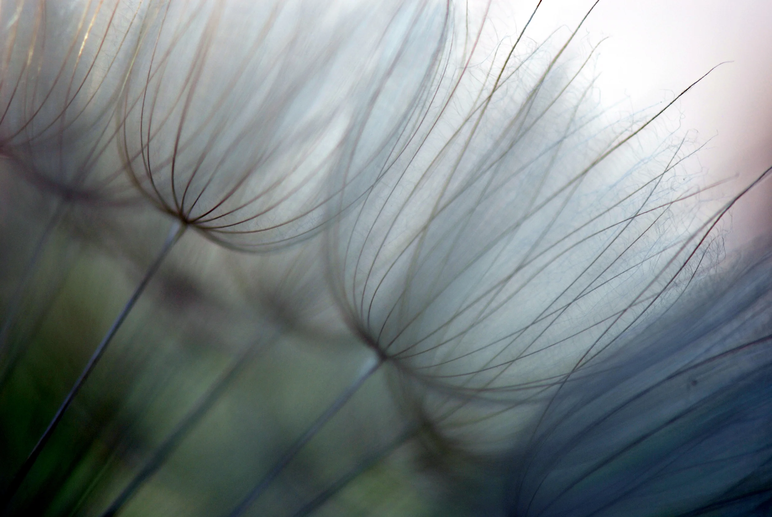 Dandelion Dusk.jpg