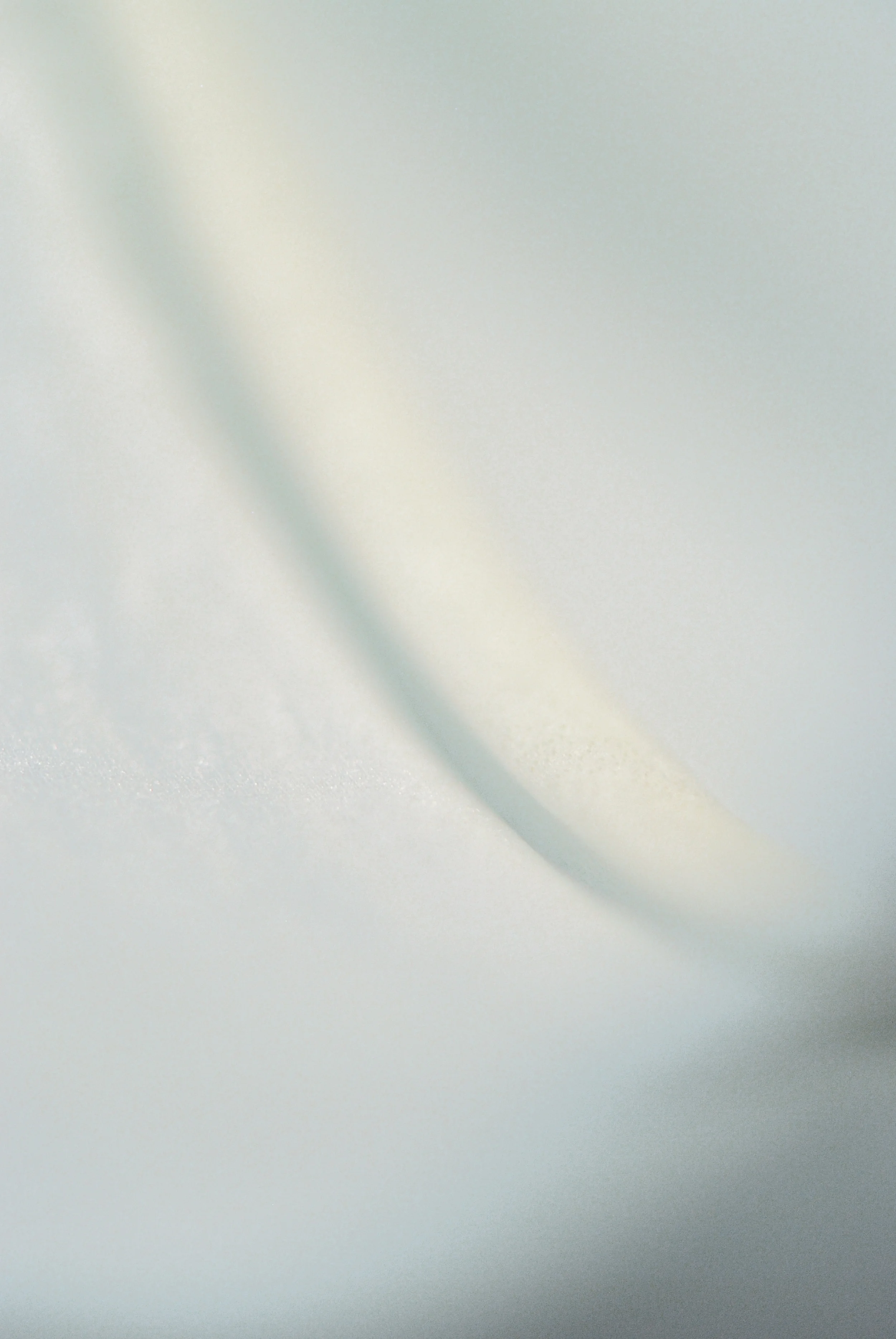 Easter Lily Petal.jpg