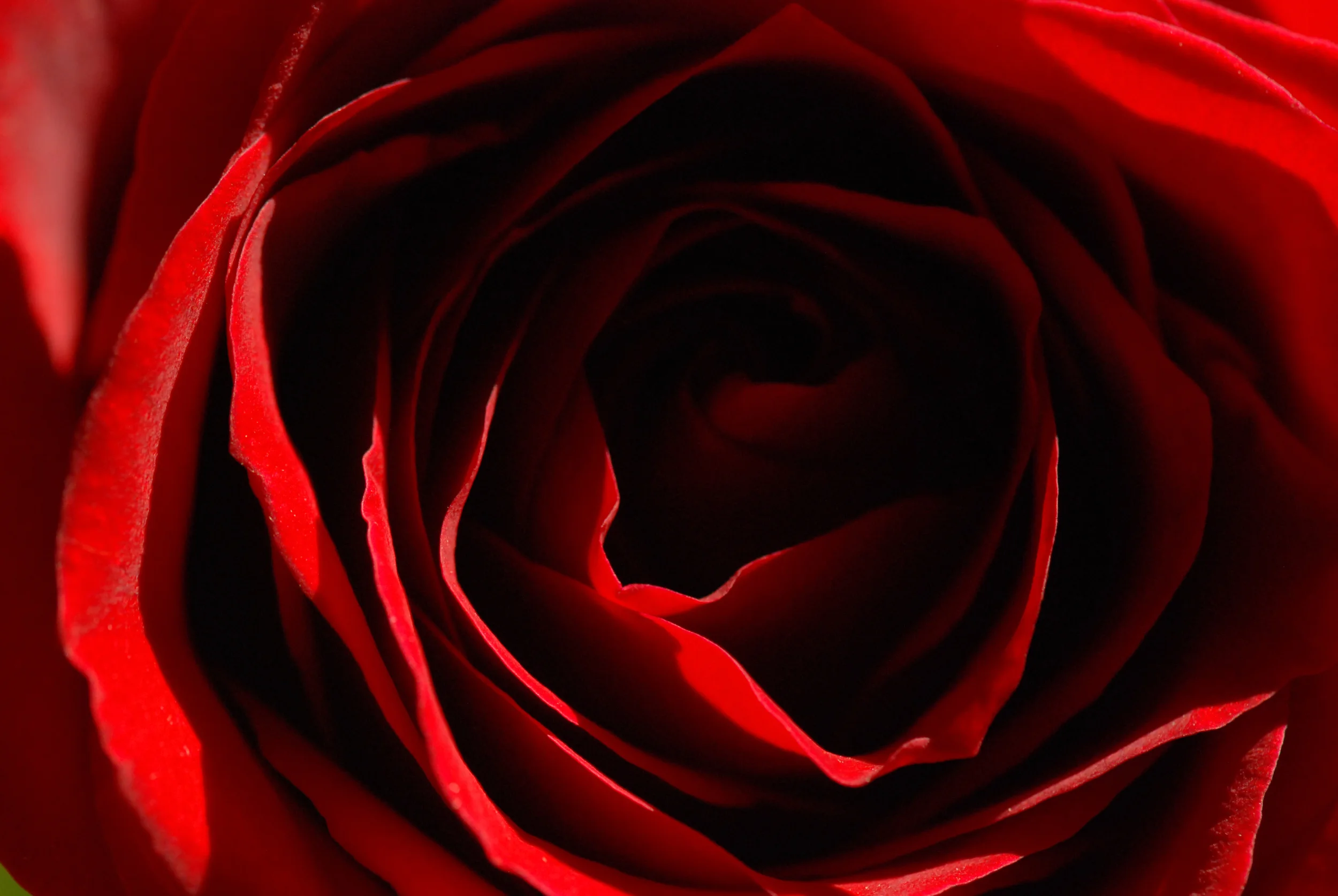 Endless Rose.jpg