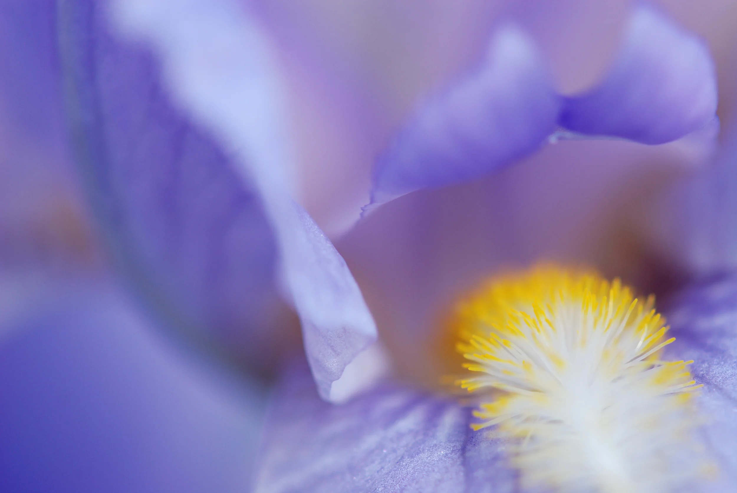 Iris.jpg