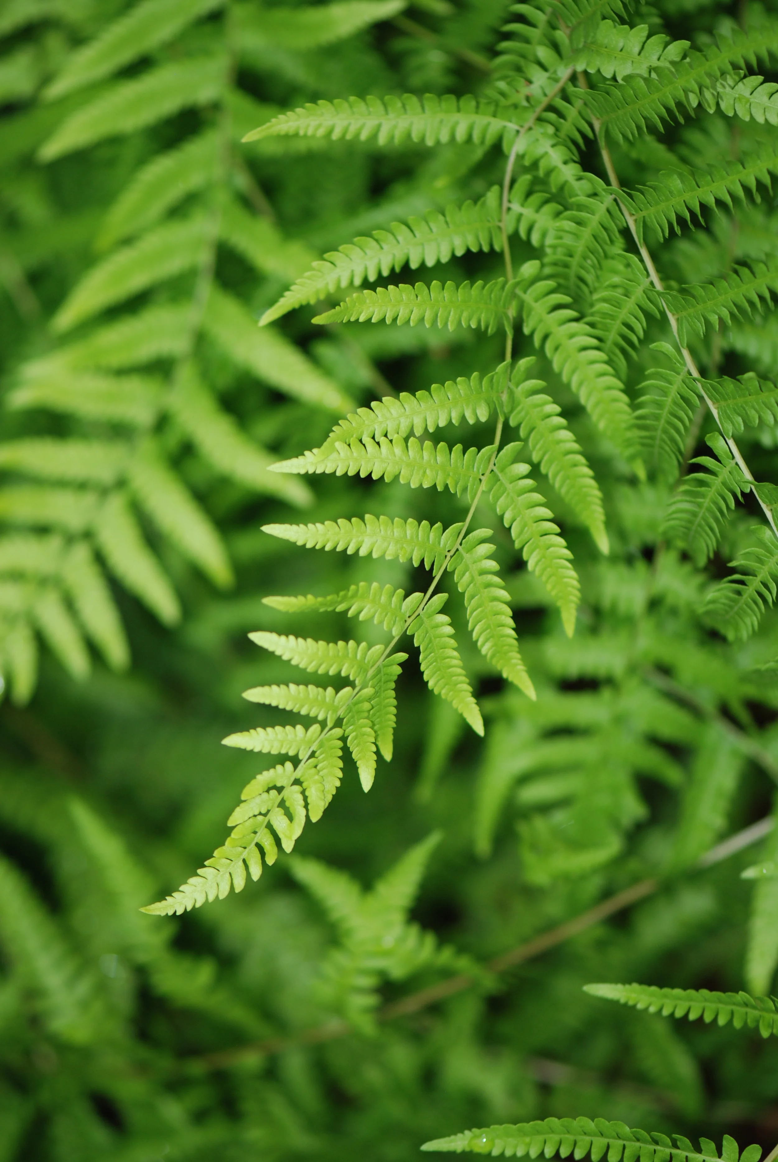 Languid Fern.JPG