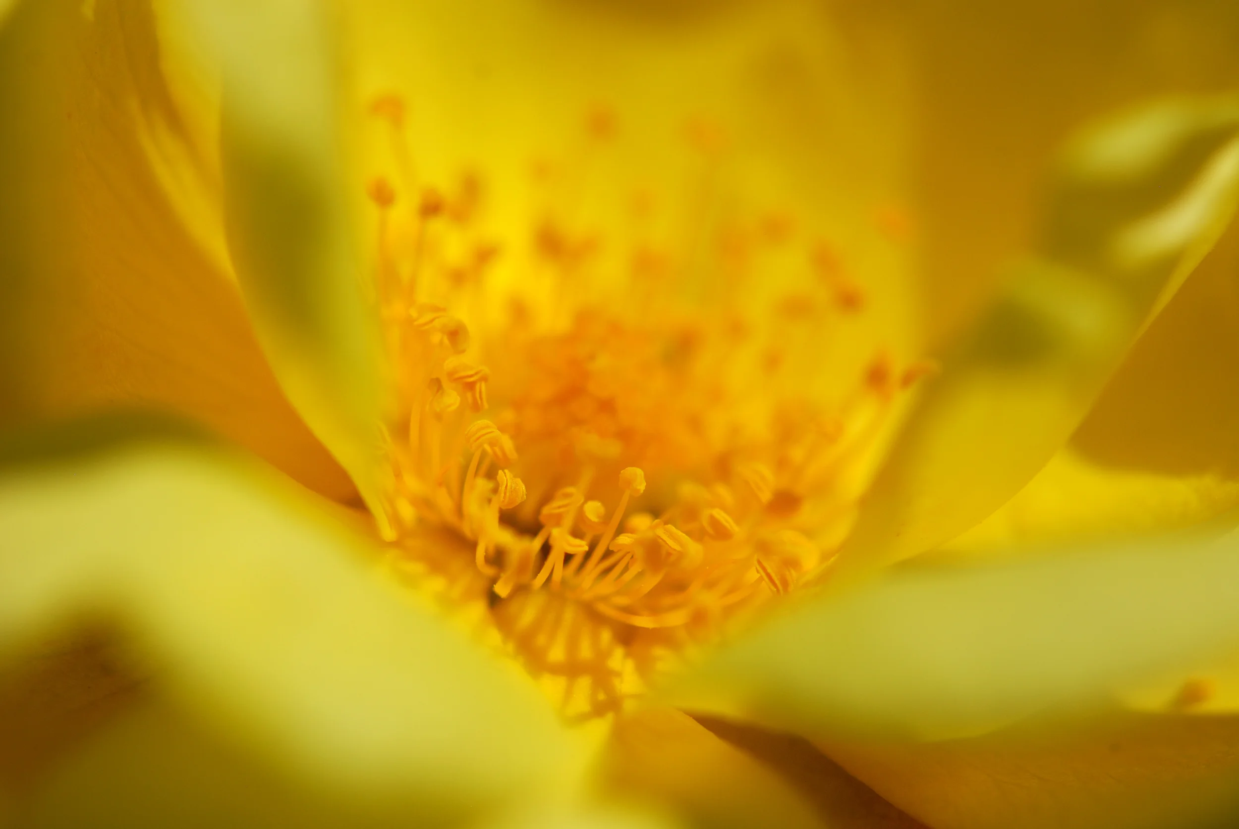 Yellow Rose.jpg