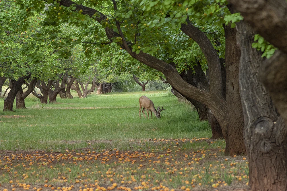 2018-06 CCT Capitol Reef (336) FIX CROP.jpg