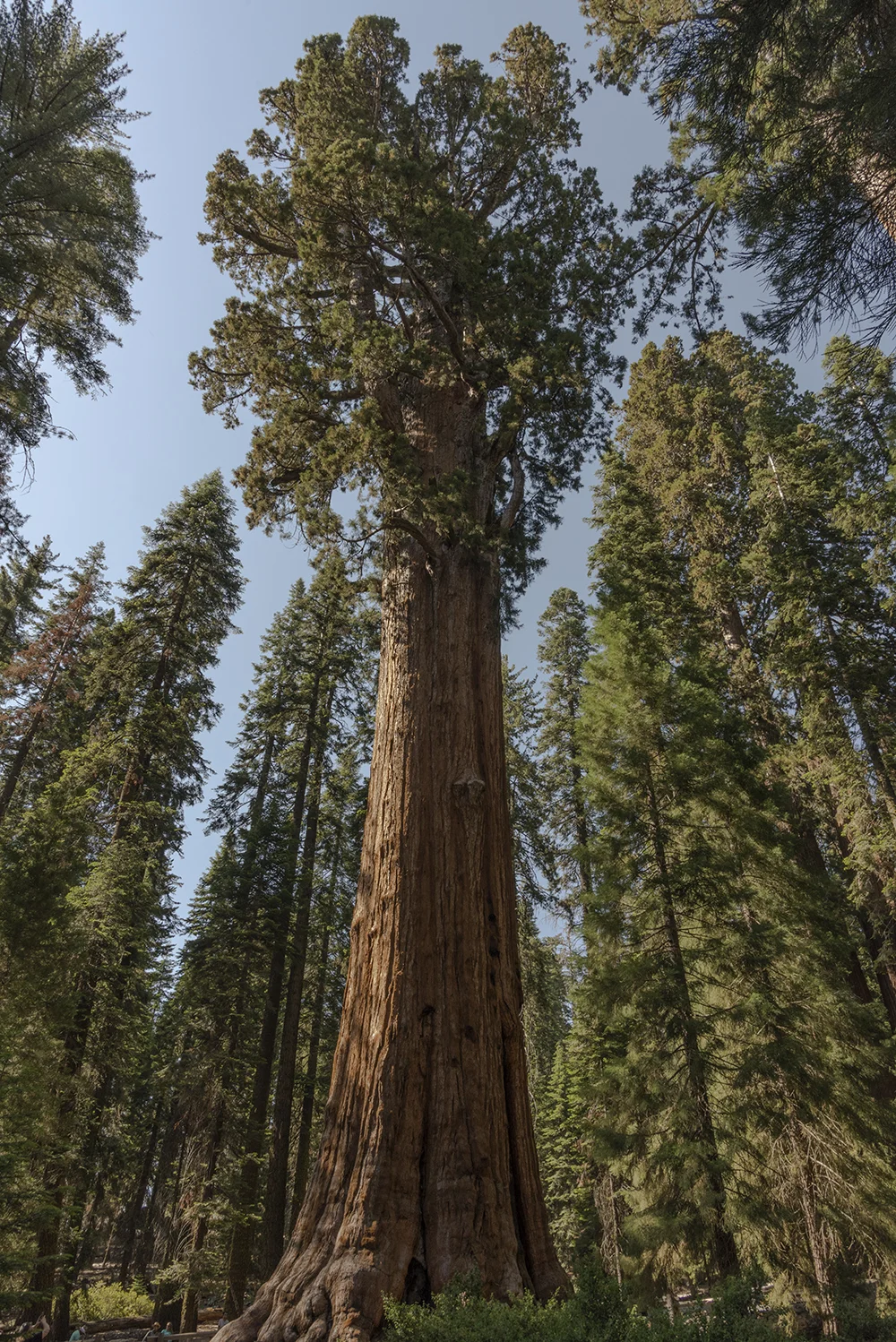 General Sherman Tree