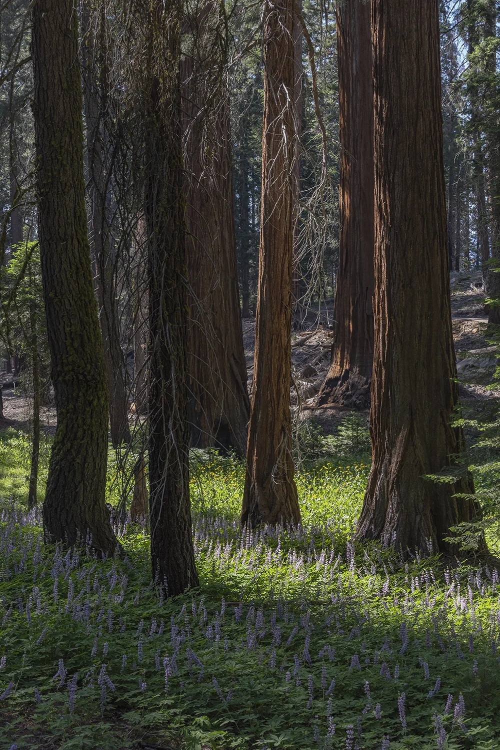 2018-06 CCT Sequoia (88) FIX.jpg